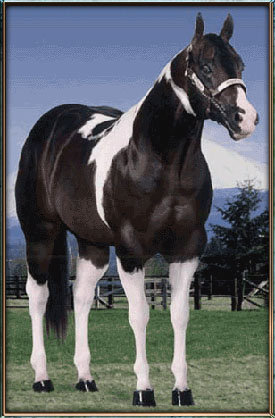 Premenitions Tramp - American Paint Horses